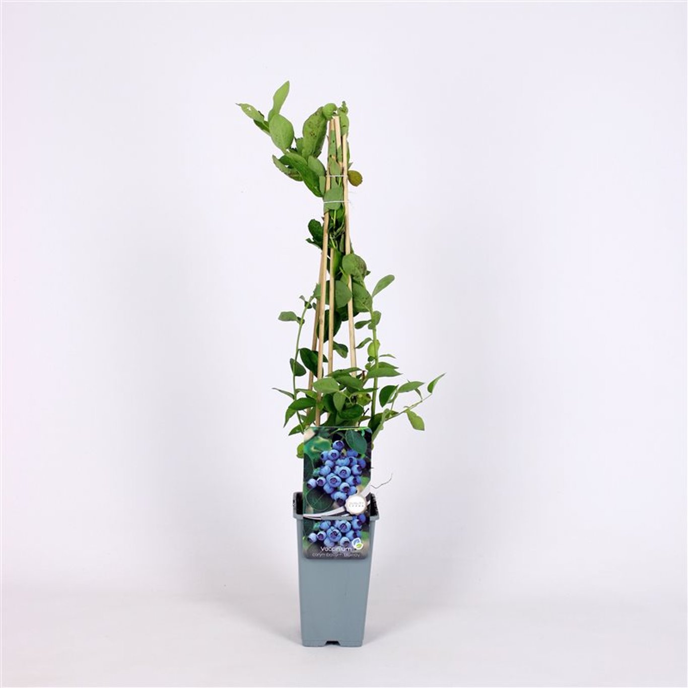 Vaccinium c. 'Bluejay' - C2 70/+ CM